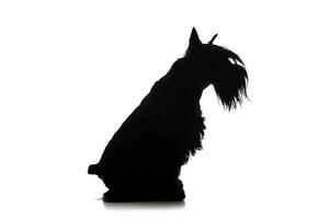 Black and white silhouette of an adorable Schnauzer sitting on white background photo