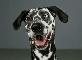 retrato de un adorable dálmata perro con diferente de colores ojos mirando curiosamente a el cámara foto