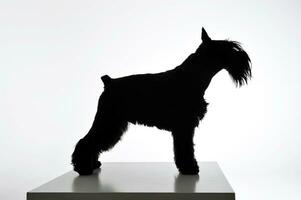 Black and white silhouette of an adorable Schnauzer standing on white background photo