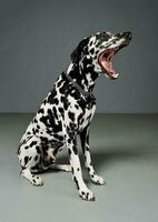 Studio shot of an adorable Dalmatian dog sitting with open mouth and looking scary photo