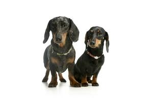 Studio shot of two adorable Dachshunds photo