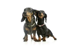 Studio shot of two adorable Dachshunds photo