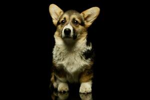 Studio shot of an adorable corgie photo