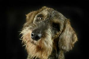 lovely puppy wired hair dachshund portrait in black photo studio