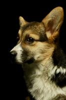 Portrait of an adorable corgie photo