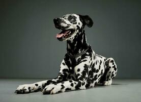 Studio shot of an adorable Dalmatian dog lying and looking satisfied photo