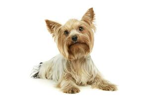 Studio shot of an adorable Yorkshire Terrier photo