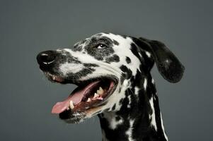 Portrait of an adorable Dalmatian looking satisfied - isolated on grey background photo