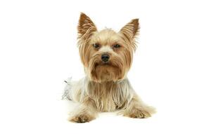 estudio Disparo de un adorable Yorkshire terrier foto