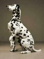 cute dalmatians sitting and lift his leg in sephia background photo studio