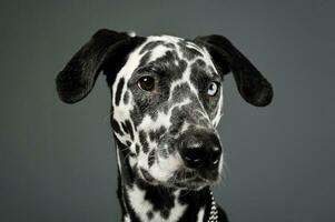 Portrait of an adorable Dalmatian dog with different colored eyes looking curiously photo