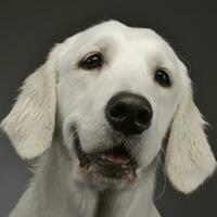 Portrait of an adorable Golden retriever photo