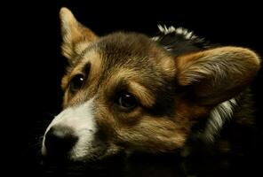 Portrait of an adorable corgie photo