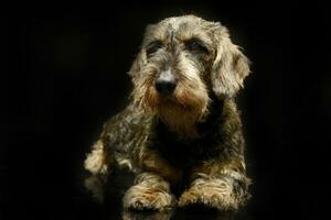 lovely dachshund in a black photo studio