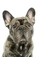 Portrait of a beautiful French Bulldog photo