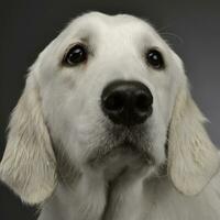 Portrait of an adorable Golden retriever photo