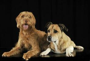 Staffordshire Terrier and a hungarian vizsla lying in black studio photo