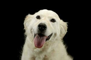 retrato de un encantador dorado perdiguero perrito foto