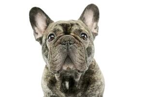 Portrait of a beautiful French Bulldog photo