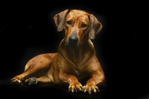 Studio shot of an adorable Rhodesian ridgeback photo