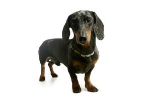 Studio shot of an adorable Dachshund photo