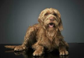 wired hair hungarian vizsla relaxing in dark background photo