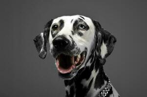 cute dalmatians portrait in gray background photo studio