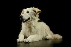 estudio Disparo de un encantador dorado perdiguero perrito foto