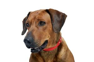 Portrait of an adorable Rhodesian ridgeback photo