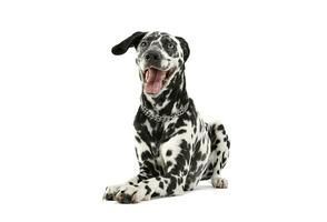 Studio shot of an adorable Dalmatian dog with different colored eyes lying and looking satisfied photo