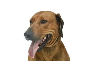 Portrait of an adorable rhodesian ridgeback photo