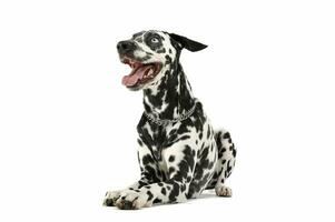 Studio shot of an adorable Dalmatian dog lying and looking satisfied photo