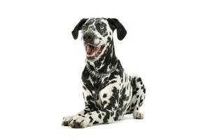 Studio shot of an adorable Dalmatian dog with different colored eyes lying and looking satisfied photo