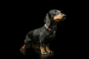 Studio shot of an adorable Dachshund photo