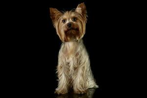 Studio shot of an adorable Yorkshire Terrier photo