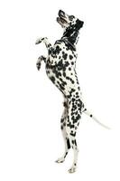 cute dalmatians stand up to two legs in white background photo studio