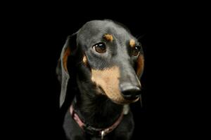 Portrait of an adorable Dachshund photo