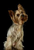 Studio shot of an adorable Yorkshire Terrier photo