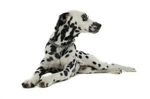 cute dalmatians relaxing in white background photo studio