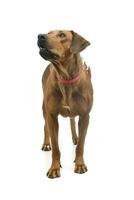 Studio shot of an adorable rhodesian ridgeback photo