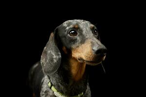 Portrait of an adorable Dachshund photo