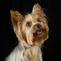 cute yorkshire terrier portrait in a black photo studio