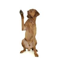 An adorable magyar vizsla waving his font paws photo