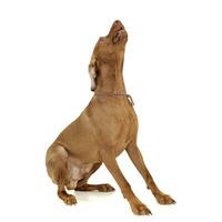 An adorable magyar vizsla sitting and barking on white background photo