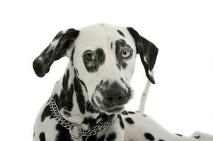 retrato de un adorable dálmata perro con diferente de colores ojos mirando curiosamente a el cámara foto