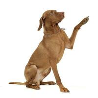 un adorable magiar vizsla ondulación su fuente patas foto