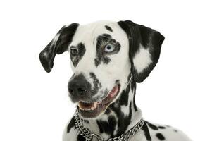 Portrait of an adorable Dalmatian dog with different colored eyes looking curiously photo