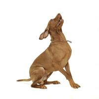An adorable magyar vizsla sitting excited on white background photo
