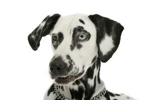 Portrait of an adorable Dalmatian dog with different colored eyes looking curiously photo