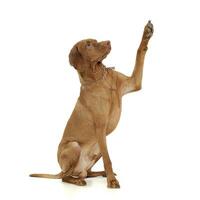 un adorable magiar vizsla ondulación su fuente patas foto